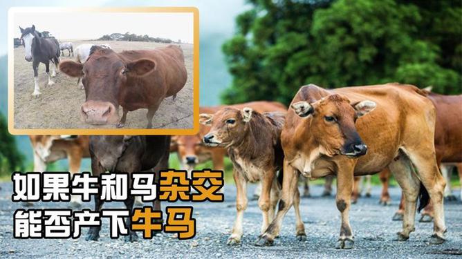 日出而作，做牛做馬;一十轻风四七吹打一准确生肖,警惕虚假宣传落实,构建解答解释落实